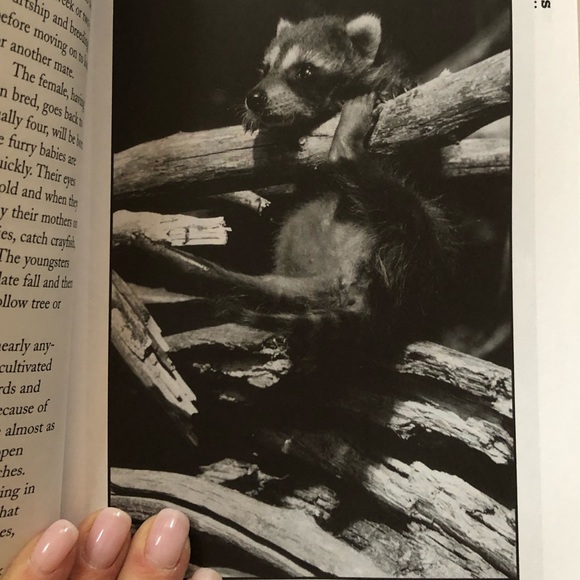 “Squirrel Wars: backyard wildlife battles and how to win them” illustrated book - Picture 4 of 12